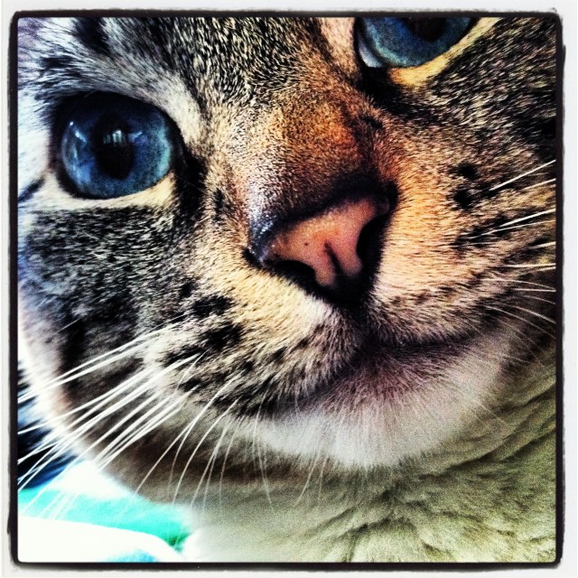 Instagrammed Jack to the cat