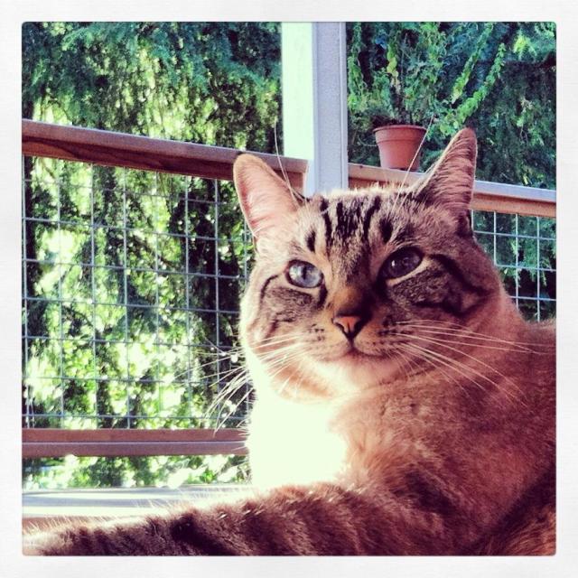 Jack the Cat | Megan's Island Blog