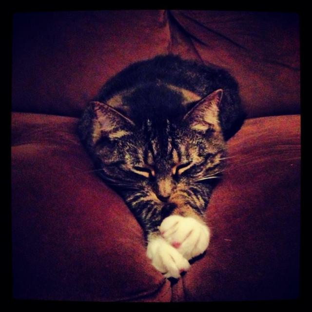 Madison | Megan's Island Blog