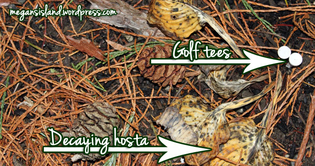 Golf tee hosta markers | Megan's Island Blog