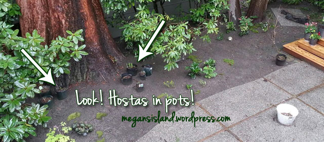 2013-11-17-Hostas-in-pots