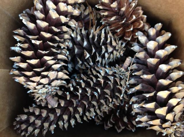 Foraged pine cones | Megan's Island Blog