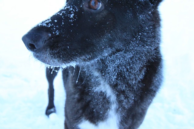 Brrr! Frozen whiskers