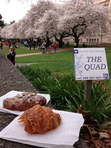 Crumble and Flake at the UW Quad C#UWCherryBlossoms