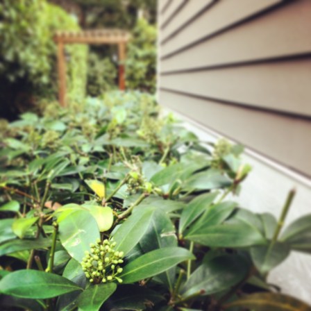 Little buds are here! It's SPRING!