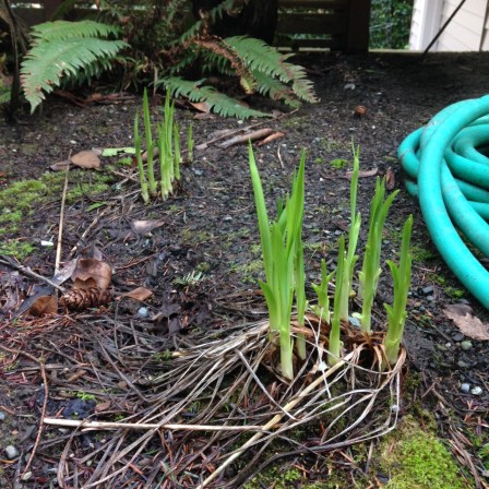 The plants are still alive! Yay!