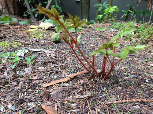 Sprouting astilbe
