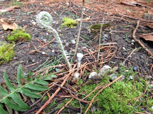Ferns: returning! Love me some fiddleheads