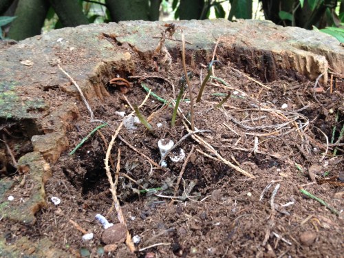 This is a Japanese Painted Fern that we thought was a goner, having been dug up by squirrels. BUT: We've got fiddle heads