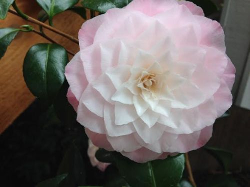 Camellia blooms
