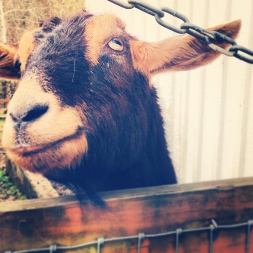 Goat at Kelsey Creek Farm