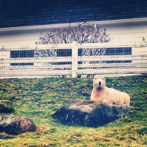 Sheep at Kelsey Creek Farm
