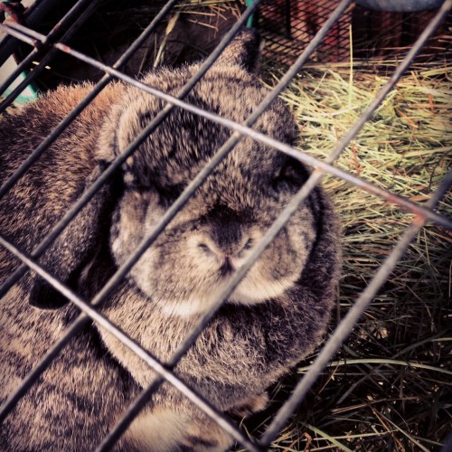 Bunny at Kelsey Creek Farm