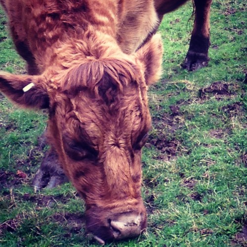 Cow at Kelsey Creek Farm