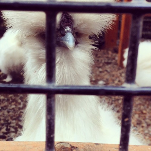 Fluffy chicken at Kelsey Creek Farm