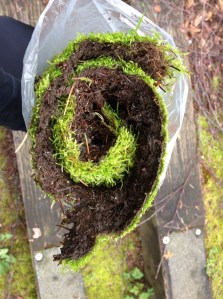 Needed: More moss ground cover