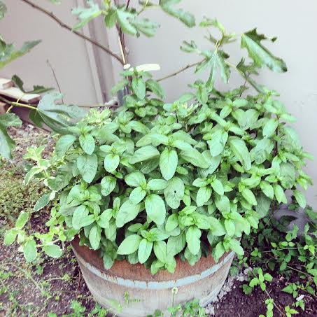 Our basil-mint bush