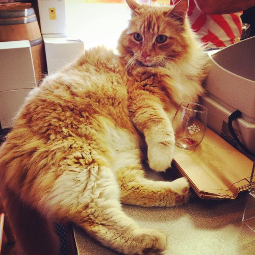 The largest winery cat I've ever seen!