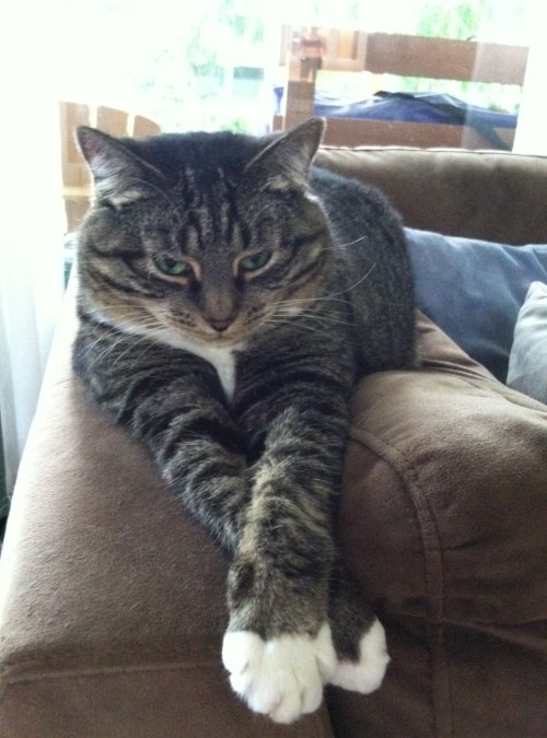 Another shot of her delicate lady paws