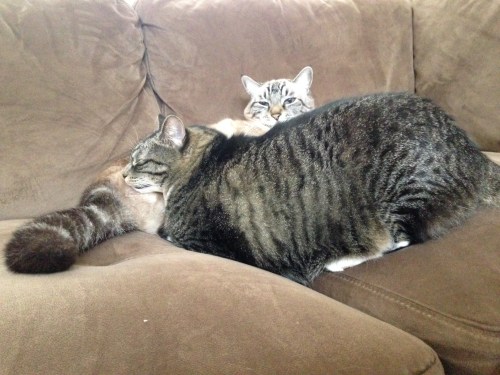 ... Sleeping awkwardly on her brother