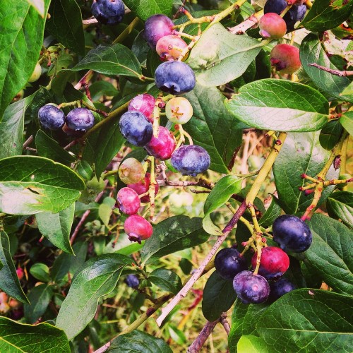 Blueberries, blueberries, everywhere! 