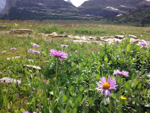 Wildflowers at Glacier