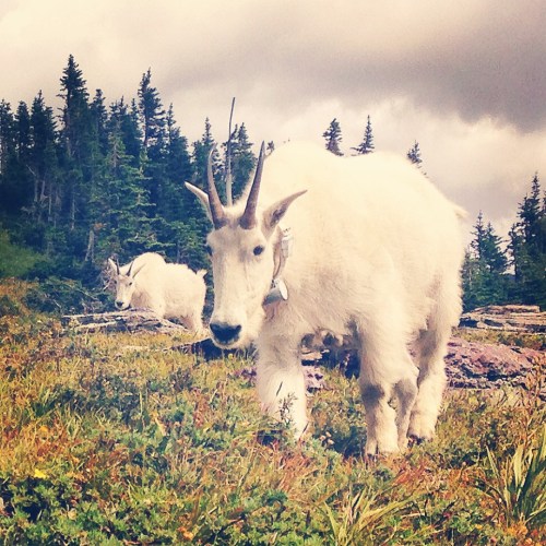 A mama mountain goat and her baby at Glacier