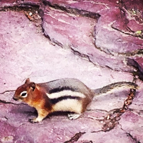 Mr. Chipmunk