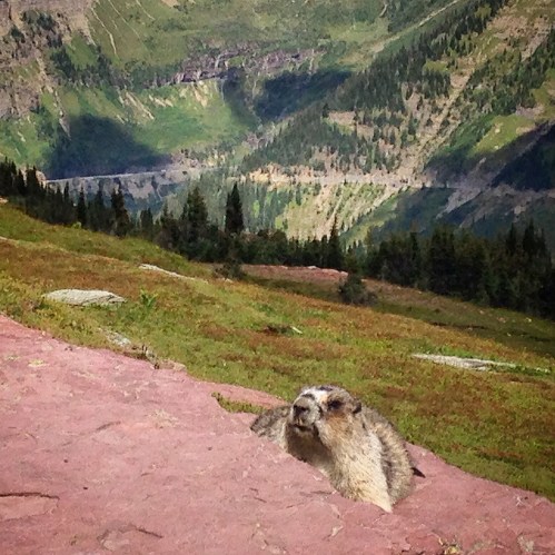 Mrs. Marmot