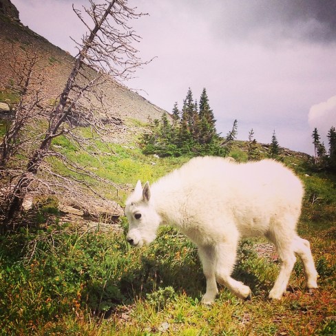 The other baby mountain goat