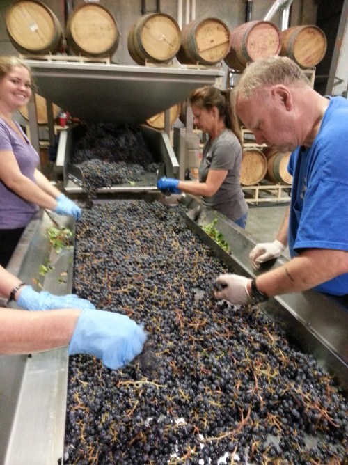 Sorting grapes 