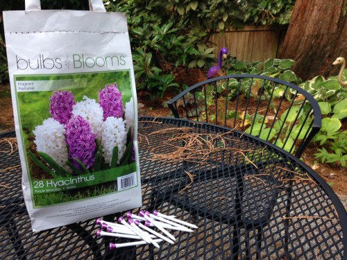 My first time planting bulbs