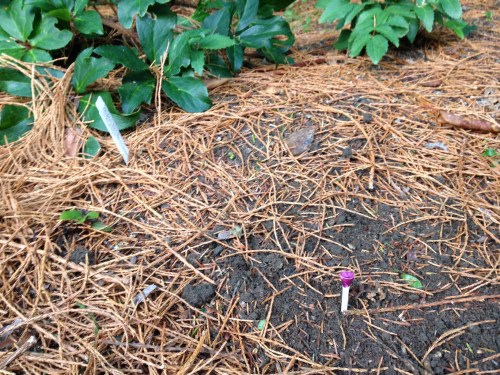 And...that's it. Bulbs are so easy! 