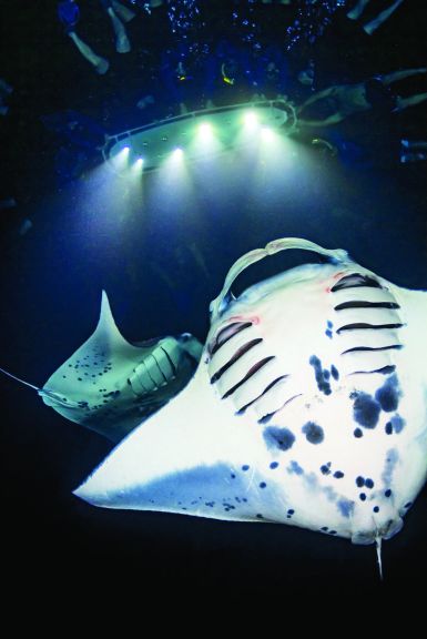 Manta ray swimming tour