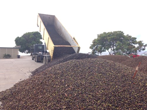 Macadamia nuts for days