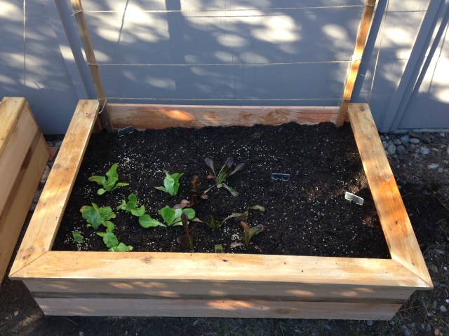 Raised bed #2: Lettuces, sweet peppers, snap peas, and beets