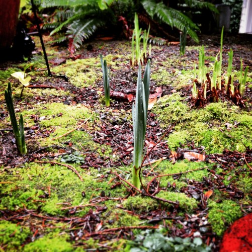 Signs of spring in the backyard