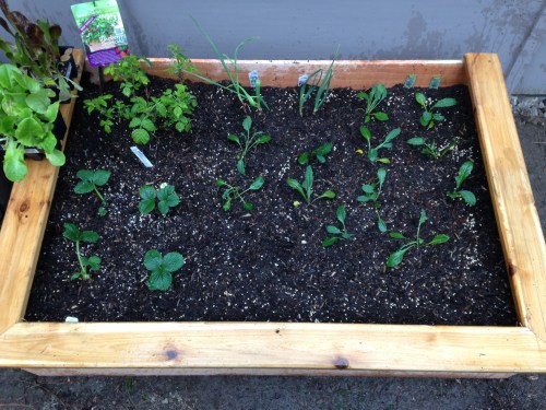 Raised bed #1: Raspberries, strawberries, kale, beets, garlic bulbs and carrots! 