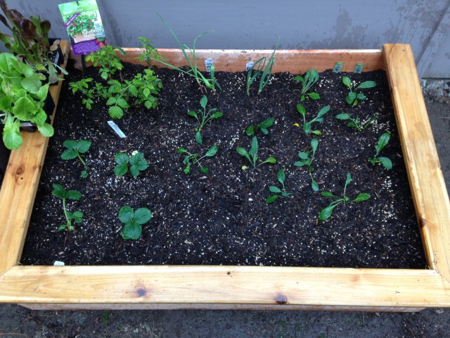 Raised bed #1: Raspberries, strawberries, kale, beets, garlic bulbs and carrots! 