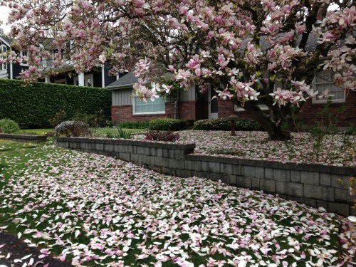 It's raining flowers on Megan's Island!