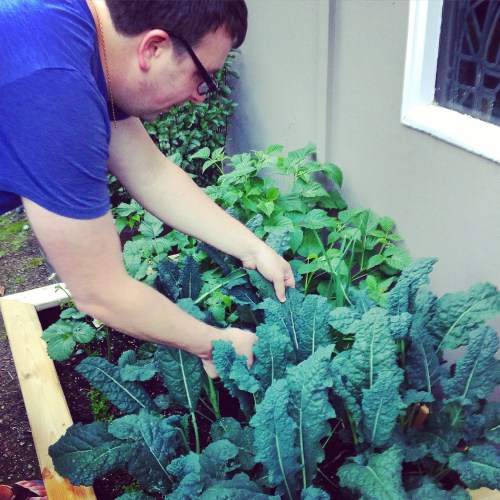 Harvesting our first kale crop!!! 