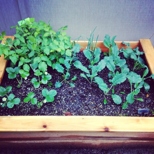 They're growing! The raspberries took the early lead in growth