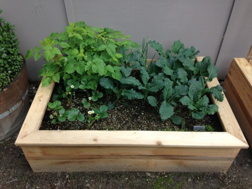 Kale has taken the lead, but the raspberries are holding on strong