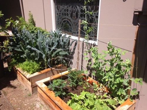 Such a beautiful garden! So healthy and pretty! 