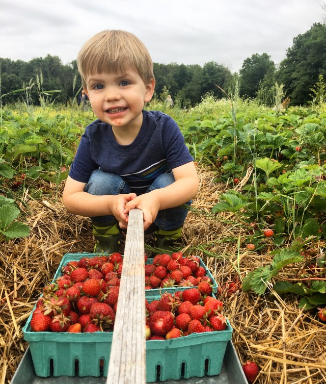 Strawberry picking at Greg's U-Pick