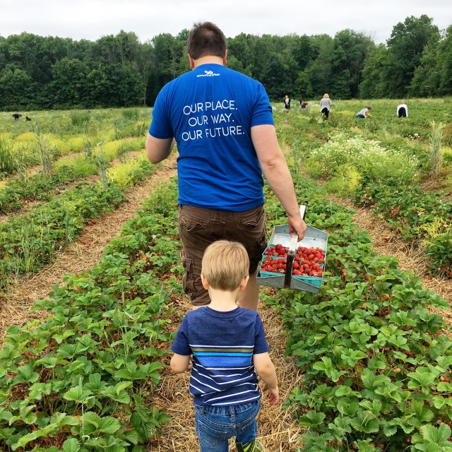 Strawberry picking at Greg's U-Pick Farm in Clarence NY