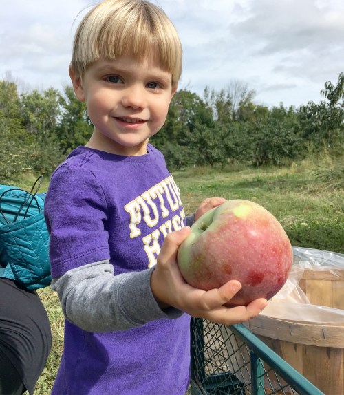 Apple picking at Sanger Farms